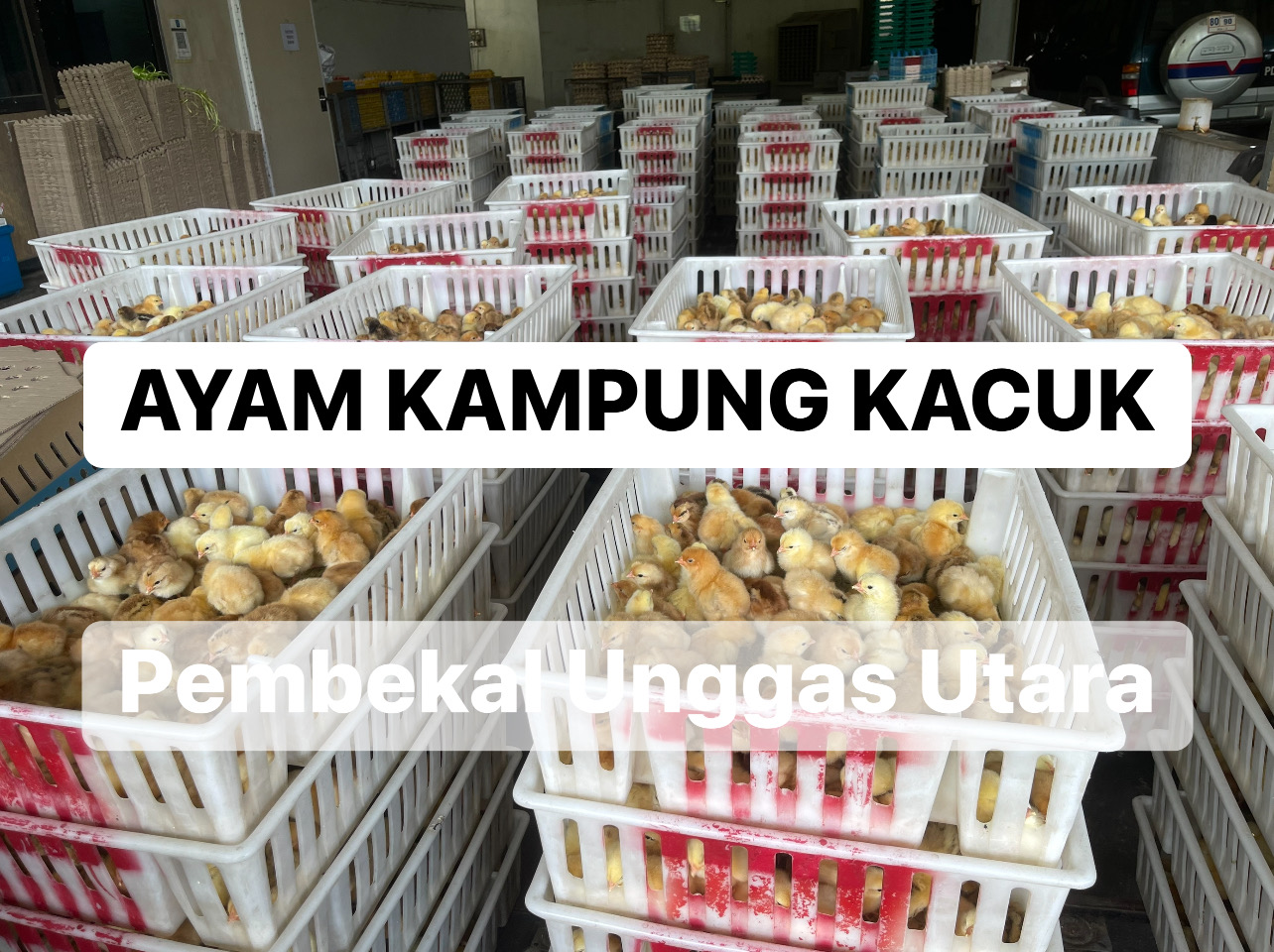Pembekal Anak Ayam Kampung Kacuk/Itik/Angsa