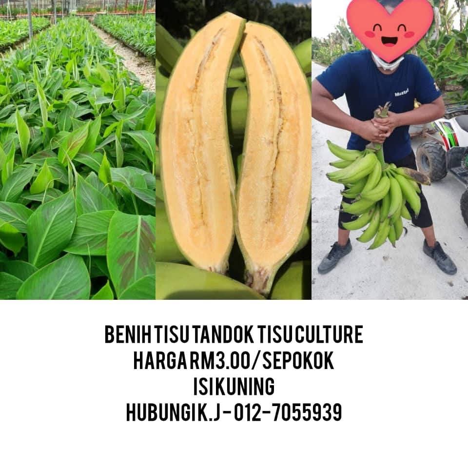 BENIH TISU PISANG TANDOK