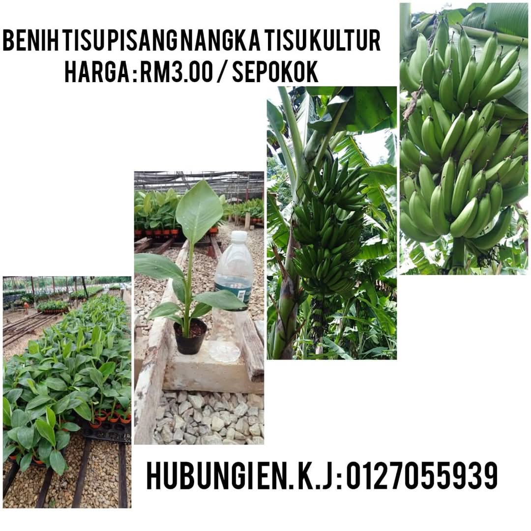 BENIH TISU PISANG NANGKA