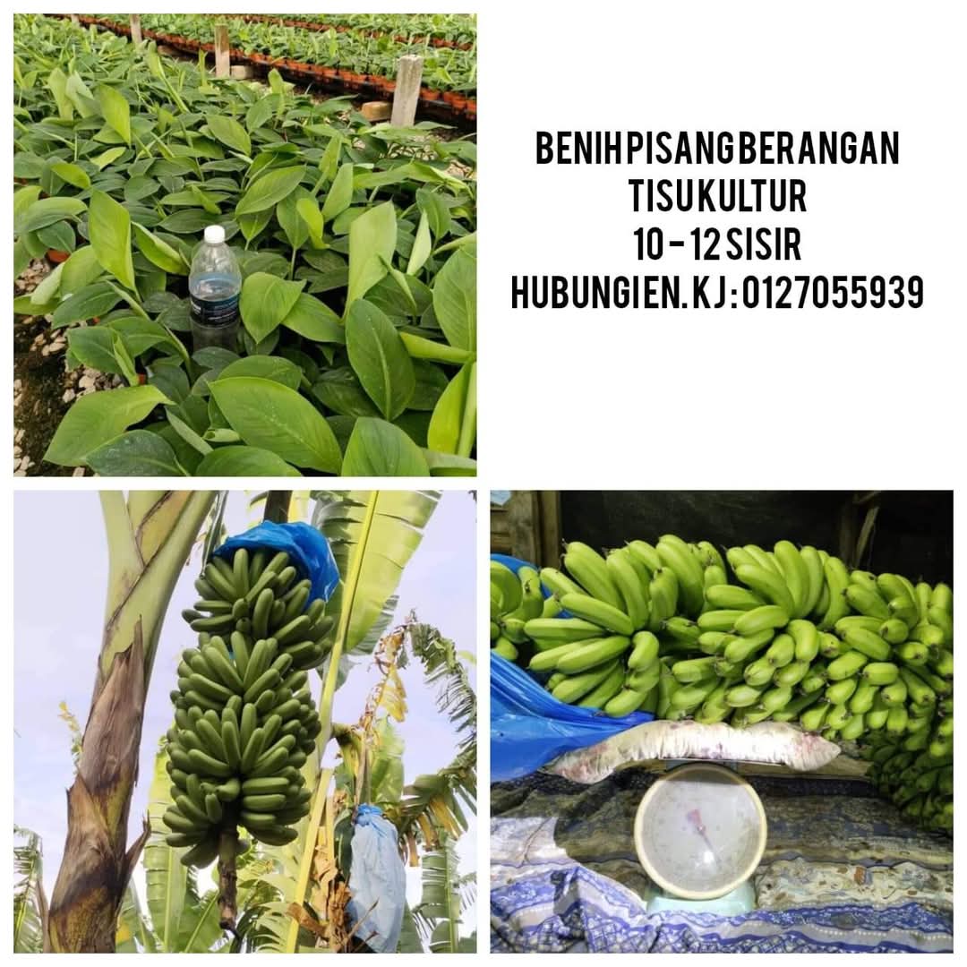 BENIH TISU PISANG BERANGAN