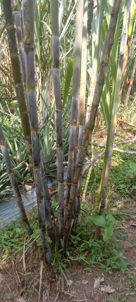 Tebu ragnar dan tebu telur