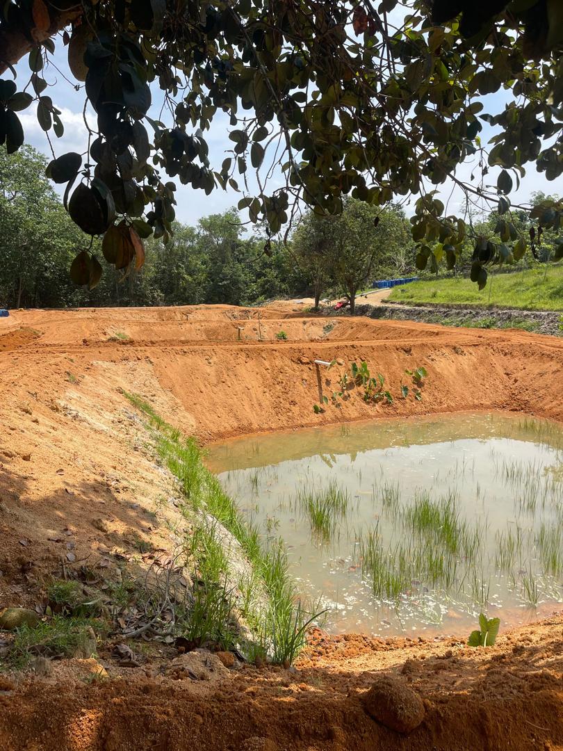 IKAN KELI,TILAPIA DAN PATIN