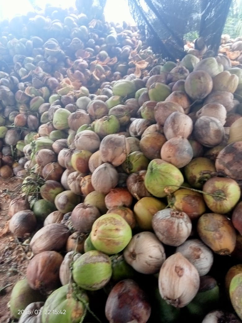 Kelapa Tua