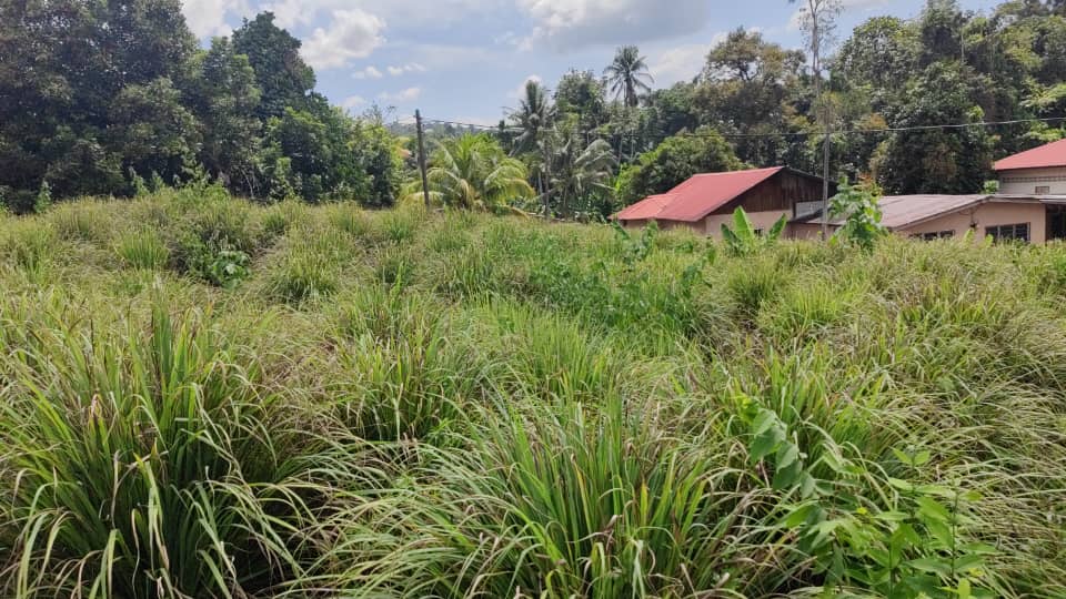 Serai paha ayam/gajah/kampung 