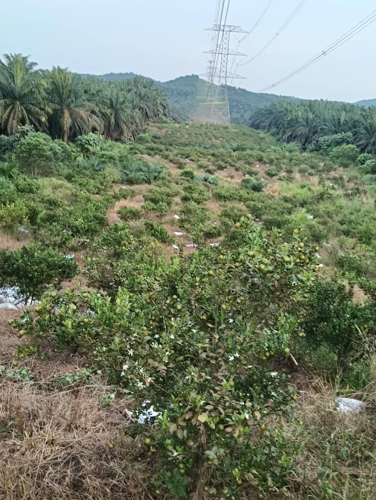 Limau kasturi dan limau nipis