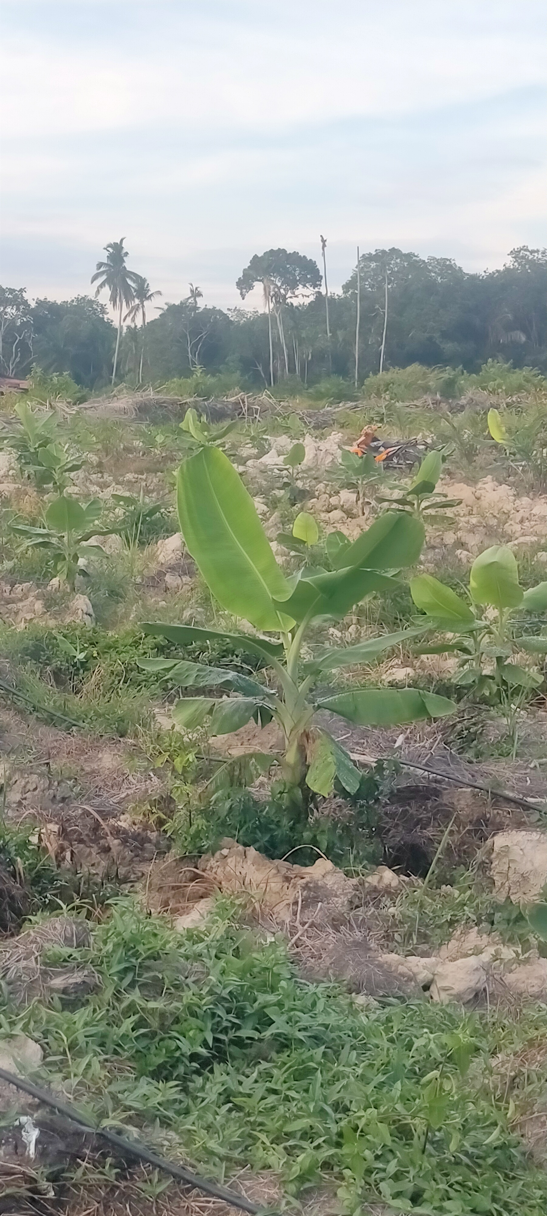 Pisang nangka/berangan