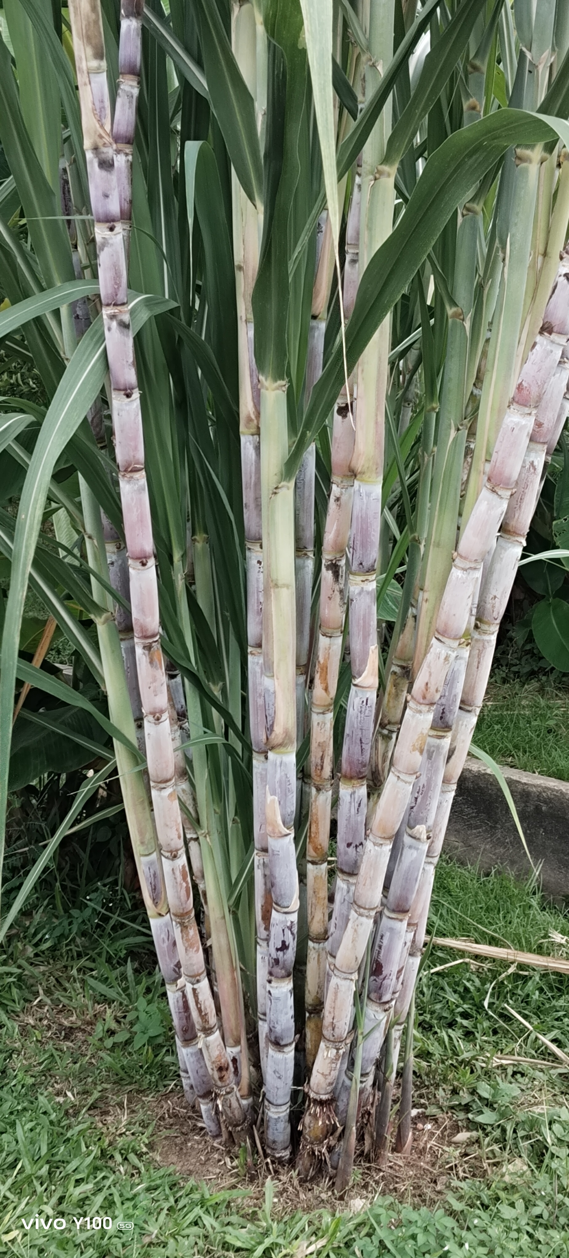 Tebu Ragnar dan mutiara