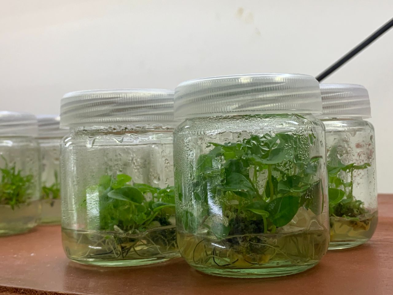 KELADI MERAH KULTUR TISU