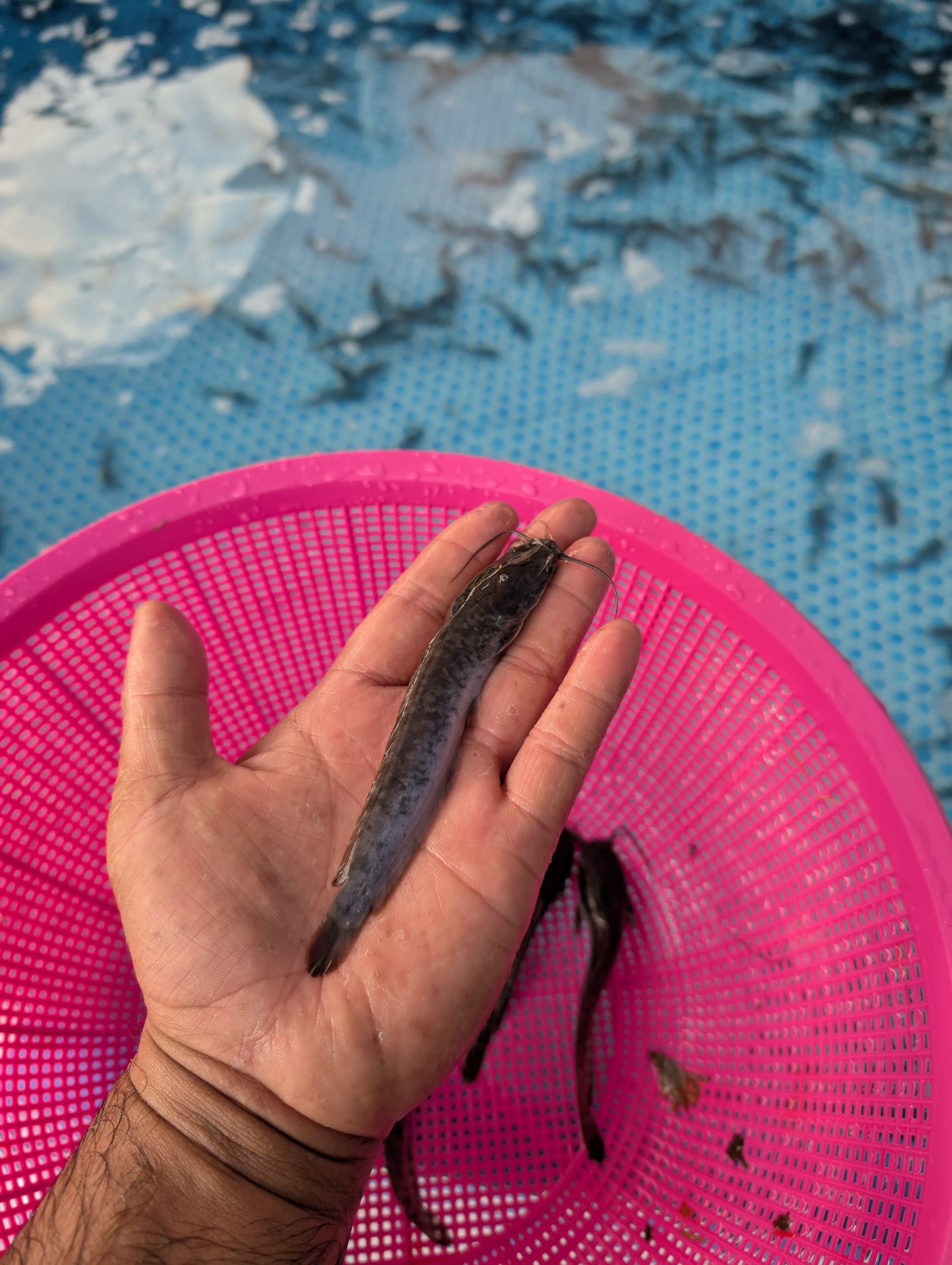 Bnih Keli 5' & Talapia 3inci