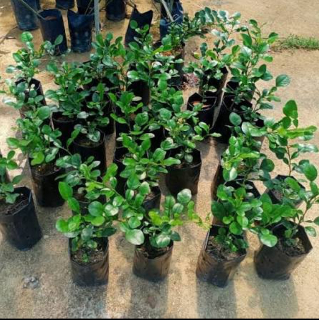 Pokok limau purut kampung 