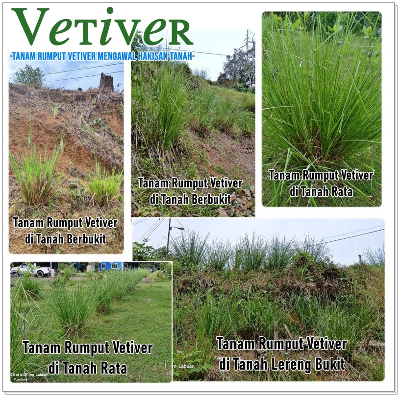 Rumput Vertiver Utk Cerun
