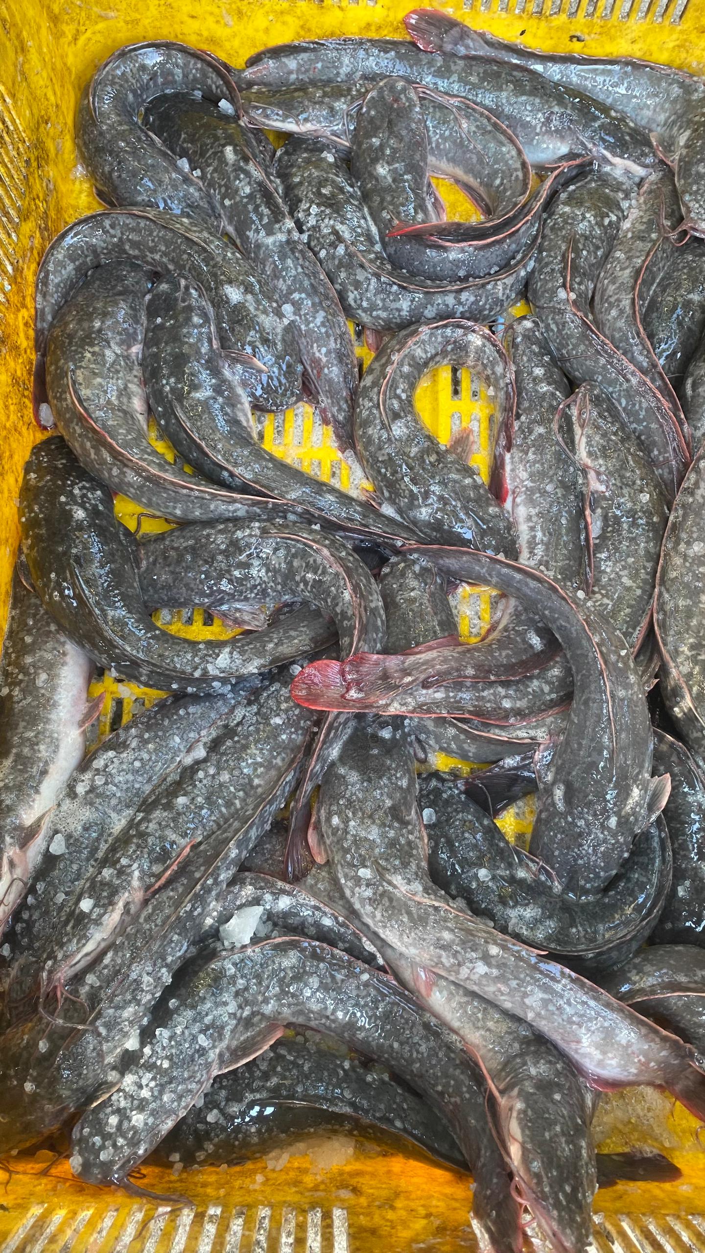 IKAN KELI SEGAR KUANTAN