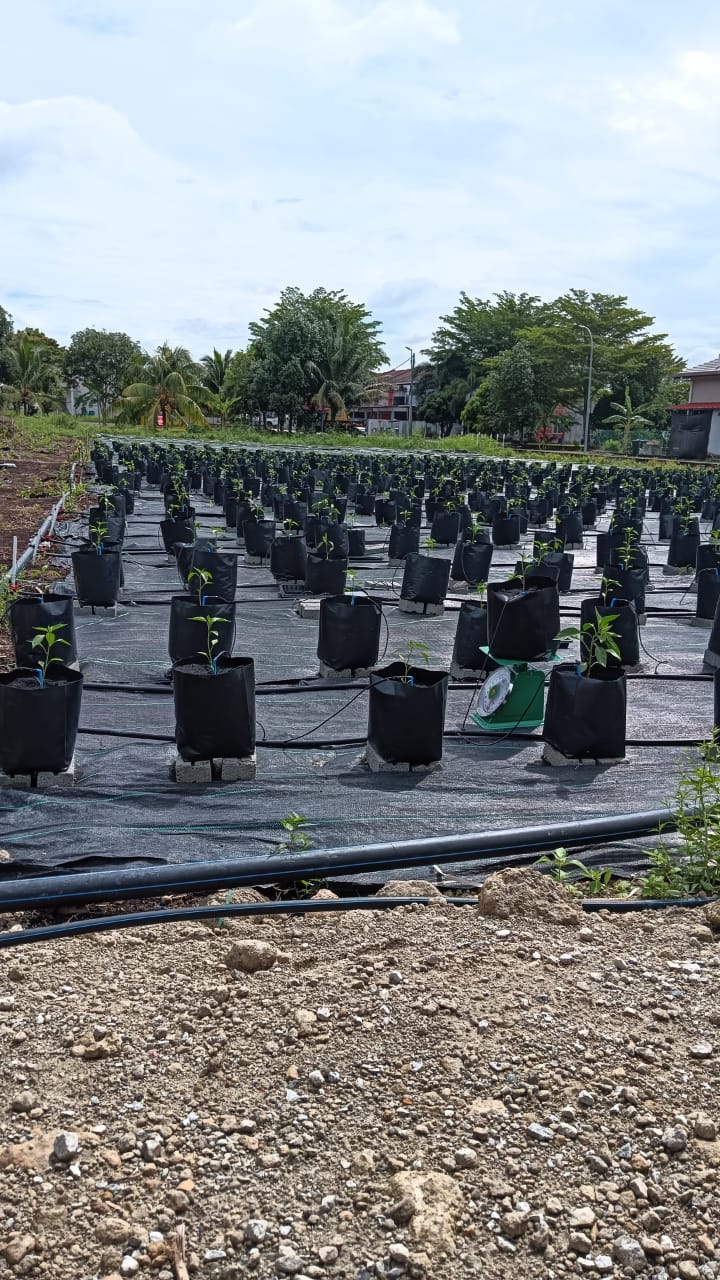 Cili Merah Besar Sakata 461