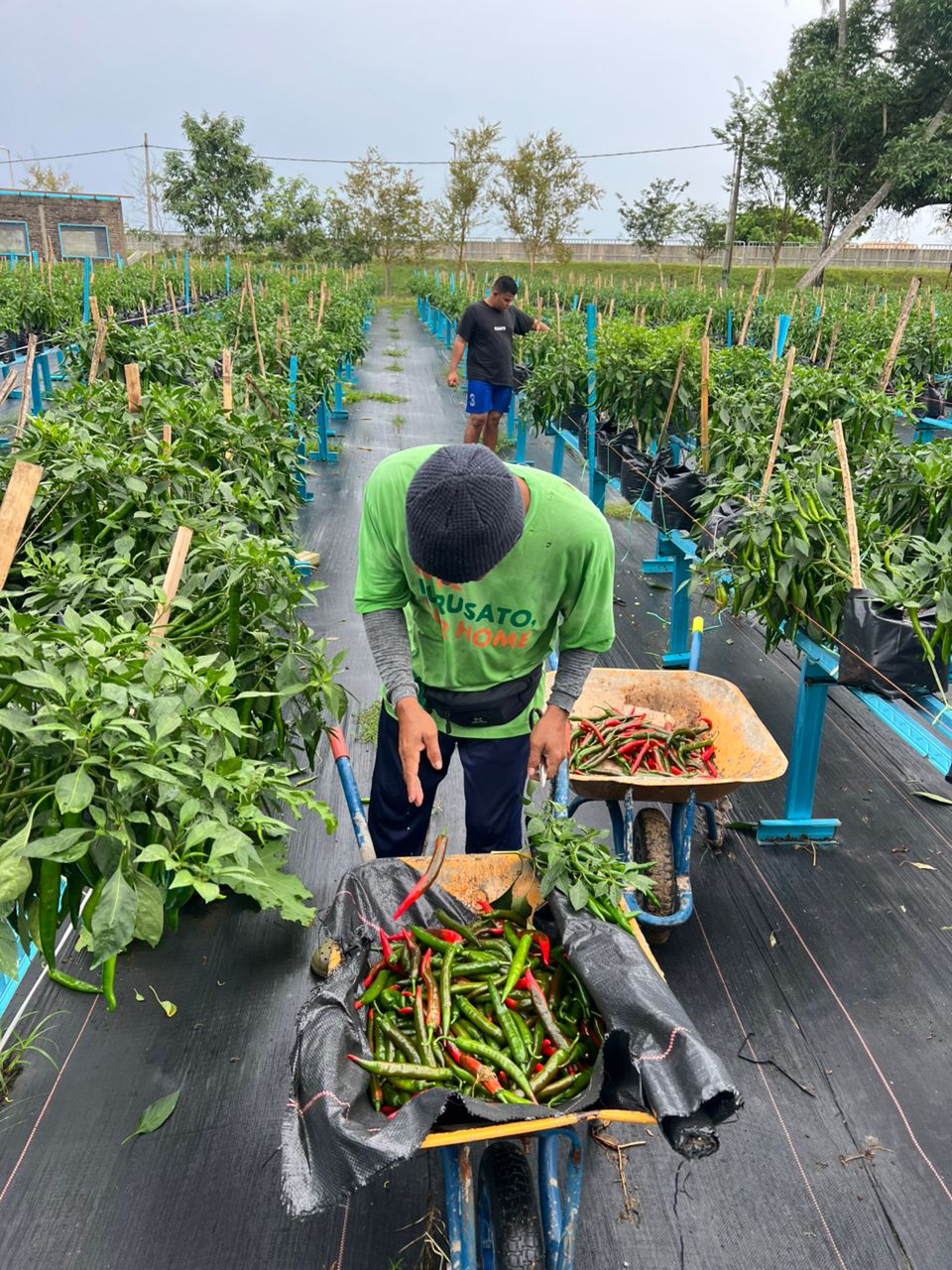 Cili Besar Sakata 461